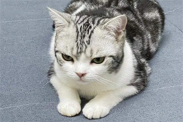 猫咪之间也有霸凌吗？