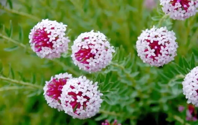 狼毒花简介及生长习性