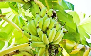 大蕉简介及生长习性