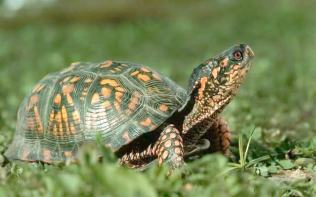 怎么样看乌龟的年龄？