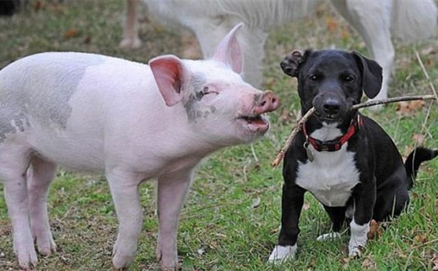 猪比狗聪明吗？