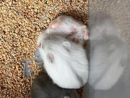 仓鼠怀孕了怎么接生？