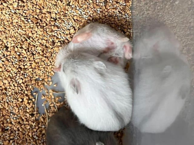 仓鼠怀孕了怎么接生？