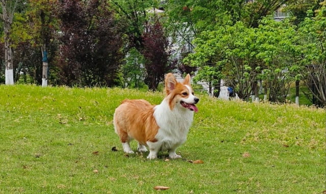 柯基长毛的好还是短毛的好