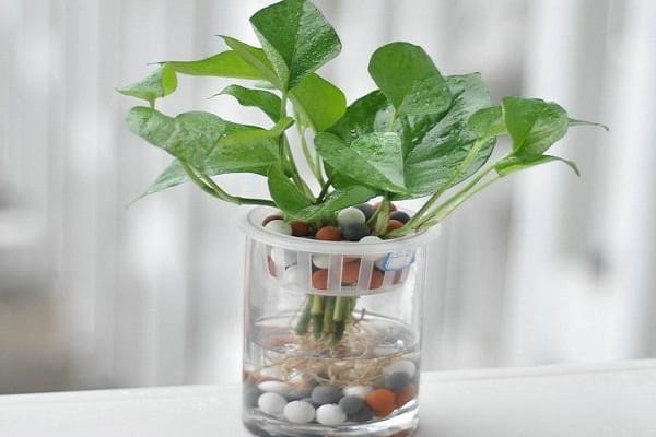 营养液简单配方