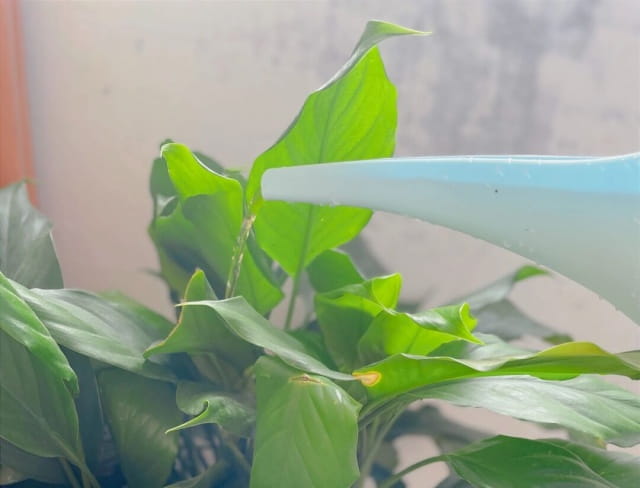 营养液的配制方法