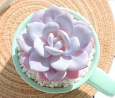 多肉植物雪莲简介