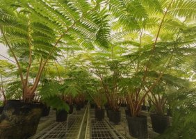 笔筒树简介及生长习性