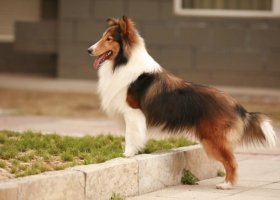 喜乐蒂牧羊犬怎么训练大小便？