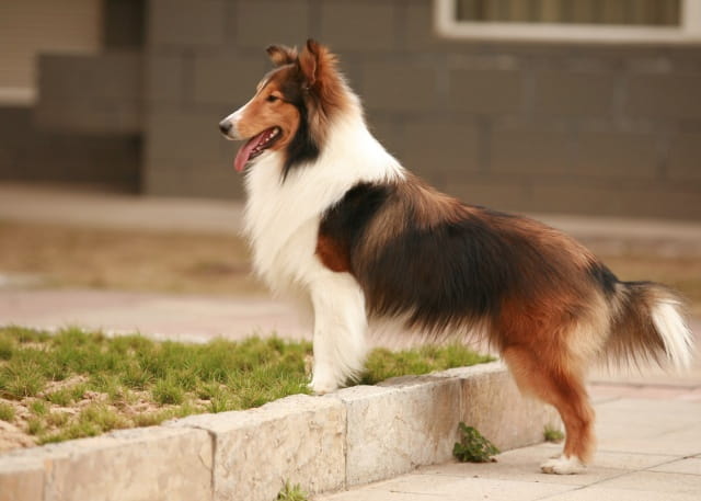 喜乐蒂牧羊犬怎么训练大小便？