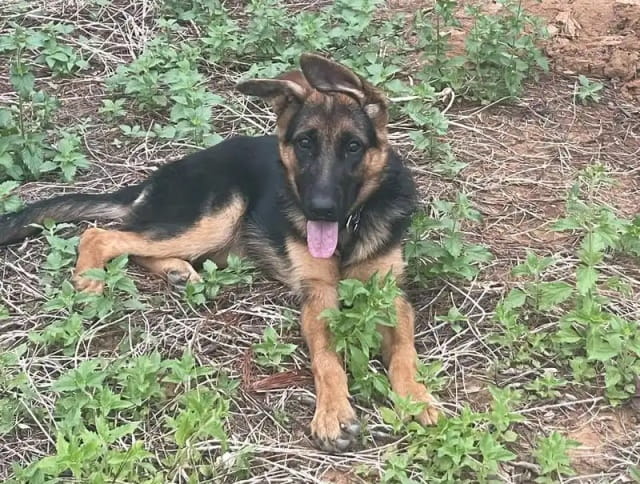 德牧立耳需要多长时间？