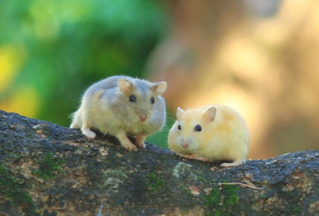 仓鼠和老鼠有什么区别