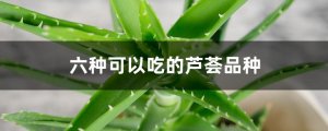 六种可以吃的芦荟品种