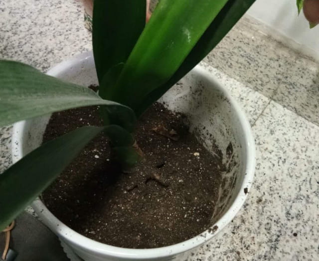 君子兰烂根了怎么处理？