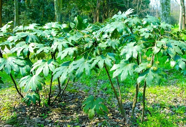 八角金盘简介及生长习性