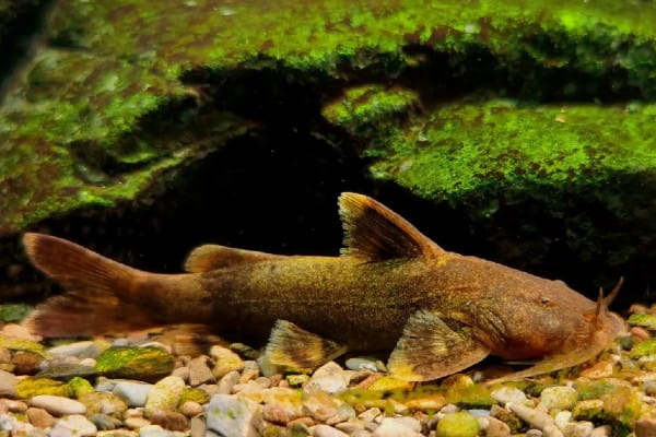 黑斑原鮡是什么鱼？