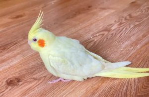 玄凤鹦鹉多少钱一只？