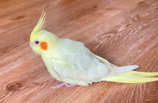 玄凤鹦鹉多少钱一只？