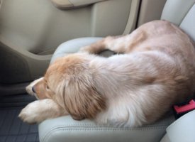 狗狗晕车后多久能喂食？