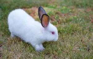 养兔子禁忌