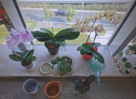 蝴蝶兰浇水的正确方法