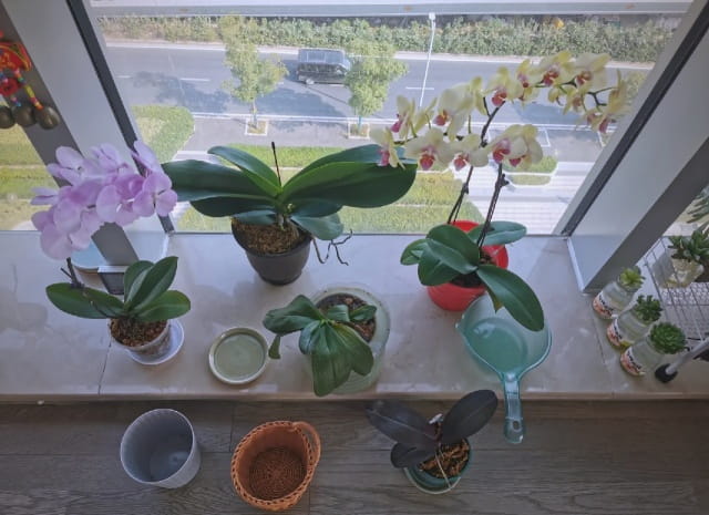 蝴蝶兰浇水的正确方法