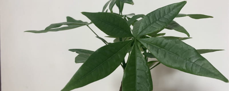 发财树叶子黄了是怎么回事,怎么办 发财树叶子黄了是怎么回事,怎么办