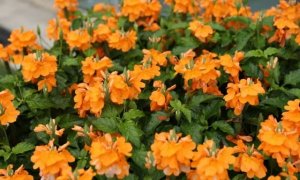 鸟尾花简介及生长习性