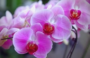 蝴蝶兰的花语和寓意