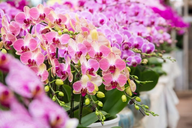 蝴蝶兰的花语和寓意