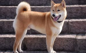 狗界中最有“灵性”的5种狗，会牢记你对它的好