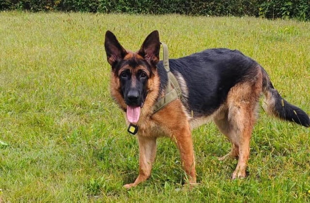 狗界中最有“灵性”的5种狗