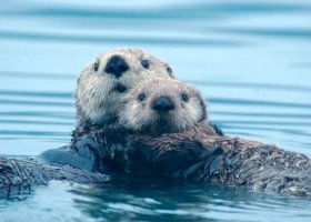 海獭百科简介及生活习性