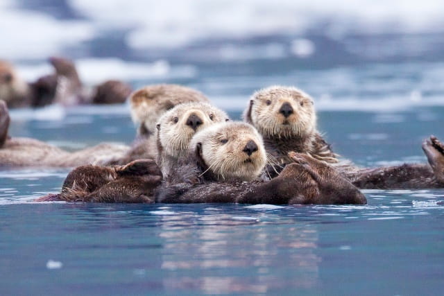 海獭百科简介及生活习性
