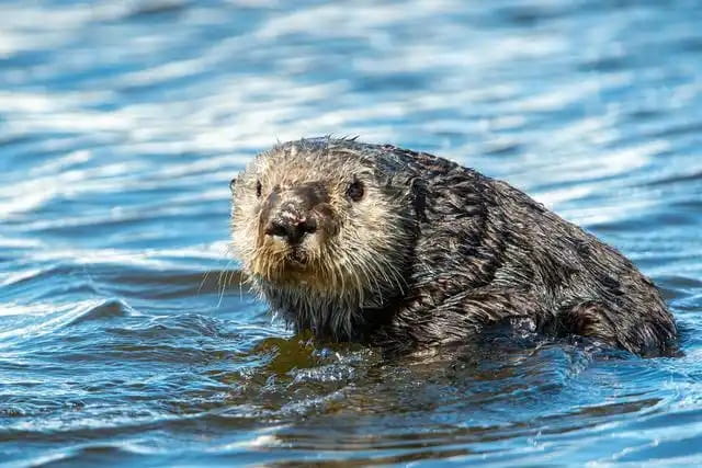 海獭百科简介及生活习性