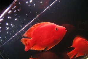 鹦鹉鱼身体发黑是什么原因？