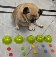 狗狗是色盲吗？