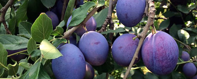 西梅是凉性还是热性