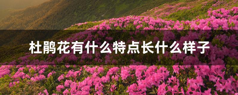 杜鹃花有什么特点长什么样子 杜鹃花有什么特点长什么样子