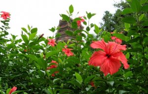 扶桑花简介及生长习性