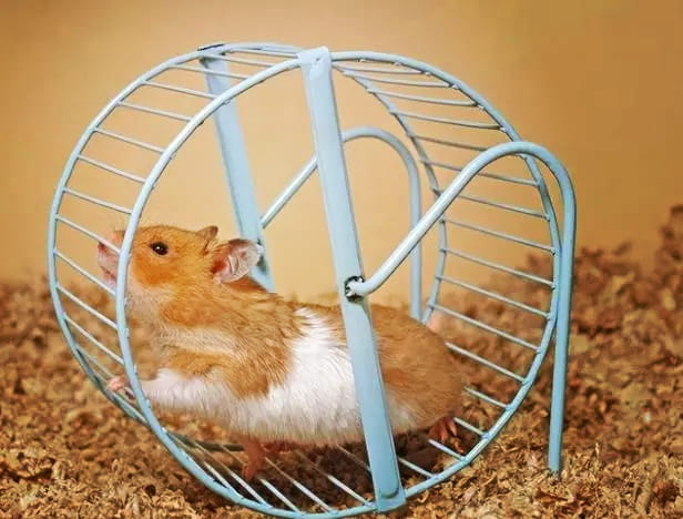 仓鼠晚上疯狂跑正常吗？