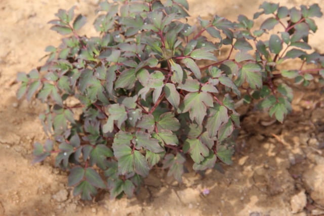 灌木和乔木的区别是什么