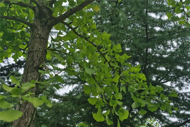 灌木和乔木的区别是什么