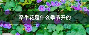 牵牛花是什么季节开的
