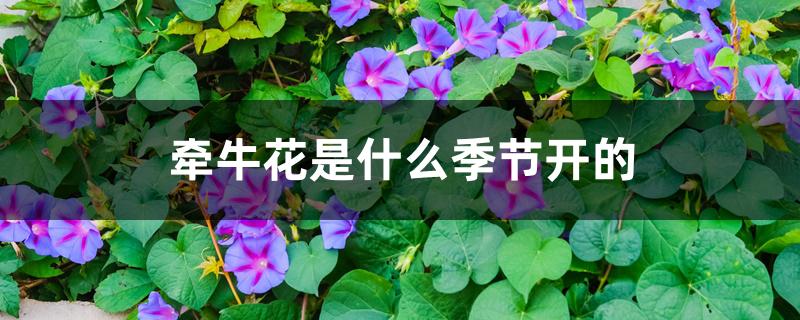 牵牛花是什么季节开的 牵牛花是什么季节开的