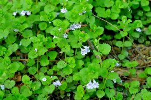 活血丹简介及生长习性