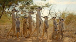 猫鼬简介及生活习性