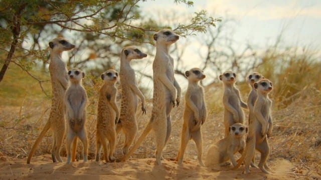 猫鼬简介及生活习性