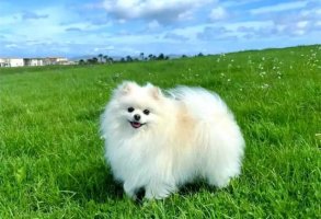 博美犬的价格多少钱一只？