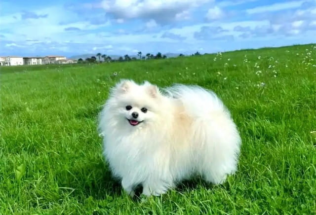 博美犬的价格多少钱一只？